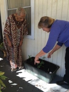 Volunteer and garden master, Kitty, checks in with 4 garden Earthbox Initiative pilot program recipients on the Meals On Wheels of Tampa program each month.
